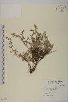 高山艾藏品圖，第1張