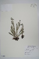 高山倒提壺藏品圖，第1張