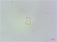 高山倒提壺藏品圖，第2張