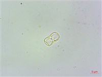 高山倒提壺藏品圖，第3張