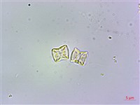 高山倒提壺藏品圖，第4張