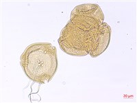 南湖柳葉菜藏品圖，第1張