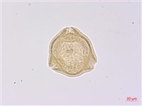 南湖柳葉菜藏品圖，第2張