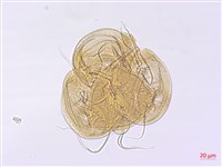 南湖柳葉菜藏品圖，第3張