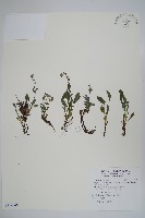 南湖附地草藏品圖，第1張