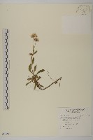 雪山馬蘭藏品圖，第1張