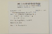 雪山馬蘭藏品圖，第2張