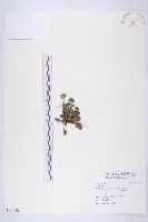 登錄號:S114656藏品圖，第1張