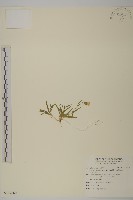 玉山蠅子草藏品圖，第1張