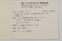 玉山蠅子草藏品圖，第2張