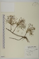 登錄號:S114672藏品圖，第1張