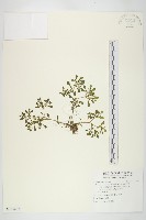 星果佛甲草藏品圖，第1張