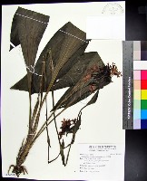 白鶴蘭藏品圖，第1張