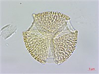 塔塔加龍膽藏品圖，第1張
