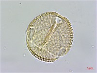 塔塔加龍膽藏品圖，第2張