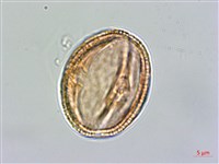 塔塔加龍膽藏品圖，第3張