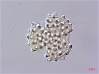 能高籟簫藏品圖，第2張