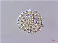 能高籟簫藏品圖，第4張