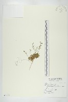 臺灣山薺藏品圖，第1張