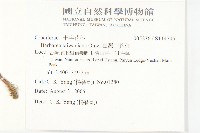 臺灣山芥菜藏品圖，第2張