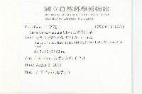 臺灣山芥菜藏品圖，第2張