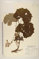 黃山蟹甲草藏品圖，第1張