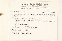 黃山蟹甲草藏品圖，第2張