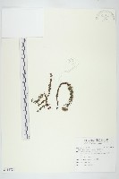 玉山佛甲草藏品圖，第1張