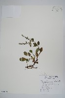 南湖附地草藏品圖，第1張