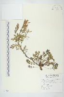 臺灣山芥菜藏品圖，第1張