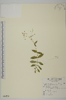 高山無心菜藏品圖，第1張