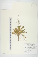 齒葉南芥、齒葉筷子芥藏品圖，第1張