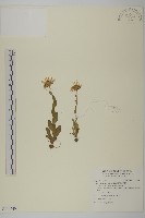 雪山馬蘭藏品圖，第1張