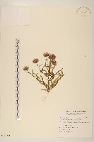 玉山飛蓬藏品圖，第1張