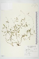 葉芽筷子芥藏品圖，第1張