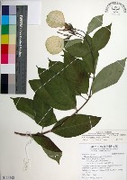 寶島玉葉金花藏品圖，第1張