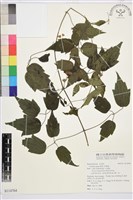 串鼻龍藏品圖，第1張