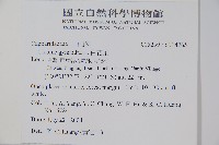 白花菜藏品圖，第2張