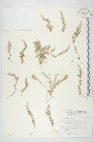 土丁桂藏品圖，第1張