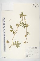 九爪藤藏品圖，第1張