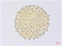 幾內冬葵子，幾內亞磨盤草藏品圖，第2張