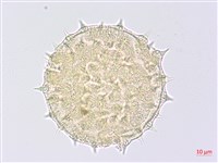 幾內冬葵子，幾內亞磨盤草藏品圖，第3張