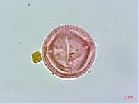 小仙丹花藏品圖，第2張