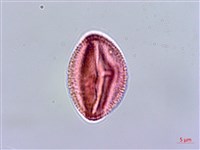 小仙丹花藏品圖，第3張