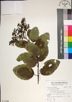 臭娘子藏品圖，第1張