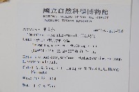 假海馬齒藏品圖，第2張