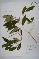 蘿芙木藏品圖，第1張