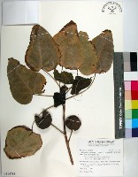 繖楊、截萼黃槿藏品圖，第1張