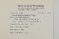 阿里山薊藏品圖，第2張