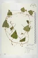 黑果馬交兒藏品圖，第1張